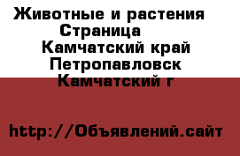  Животные и растения - Страница 10 . Камчатский край,Петропавловск-Камчатский г.